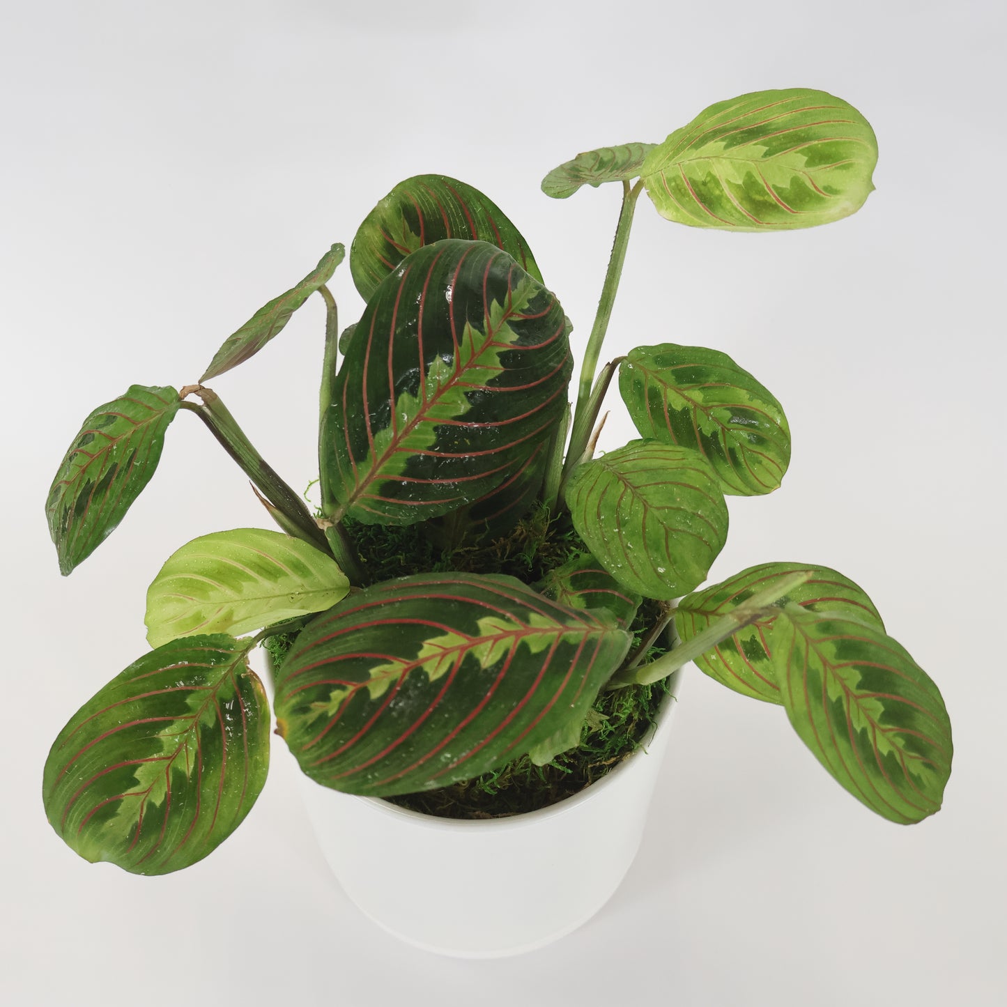 An image of the Burgundy Red Prayer Plant potted in a white ceramic container.