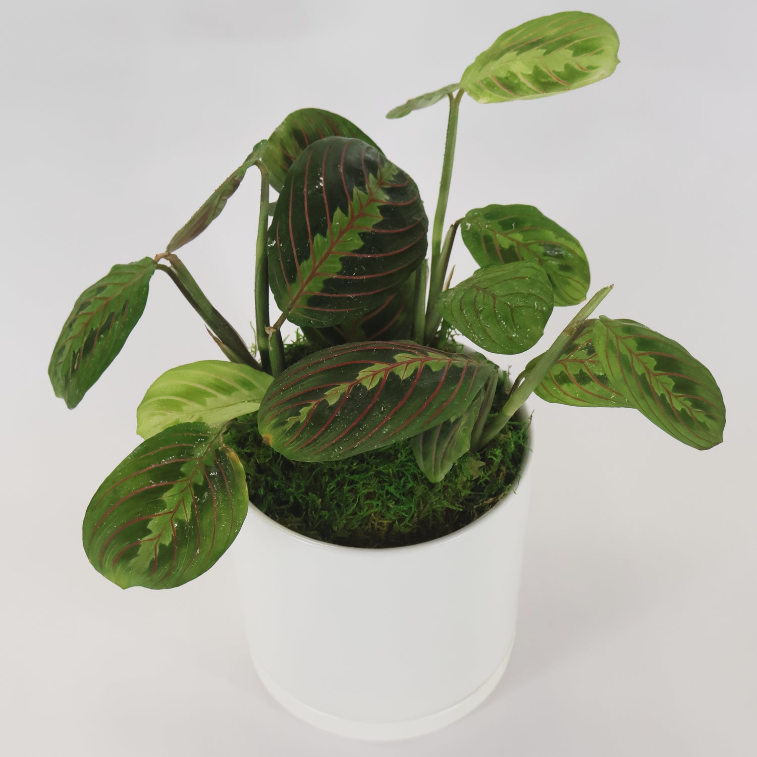 An image of the Burgundy Red Prayer Plant potted in a white ceramic container.