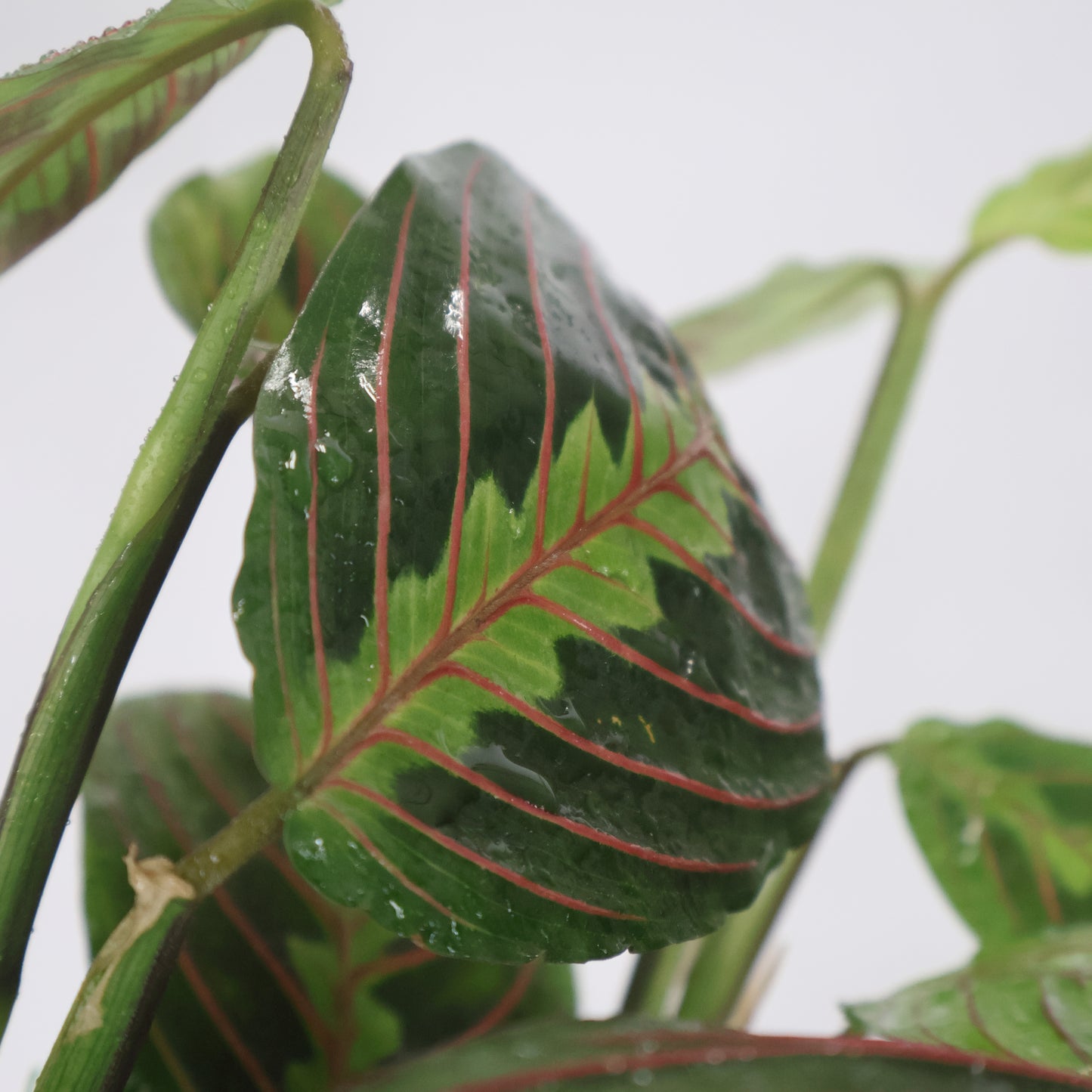 A close-up image of a Burgundy Red Prayer Plant leaf.