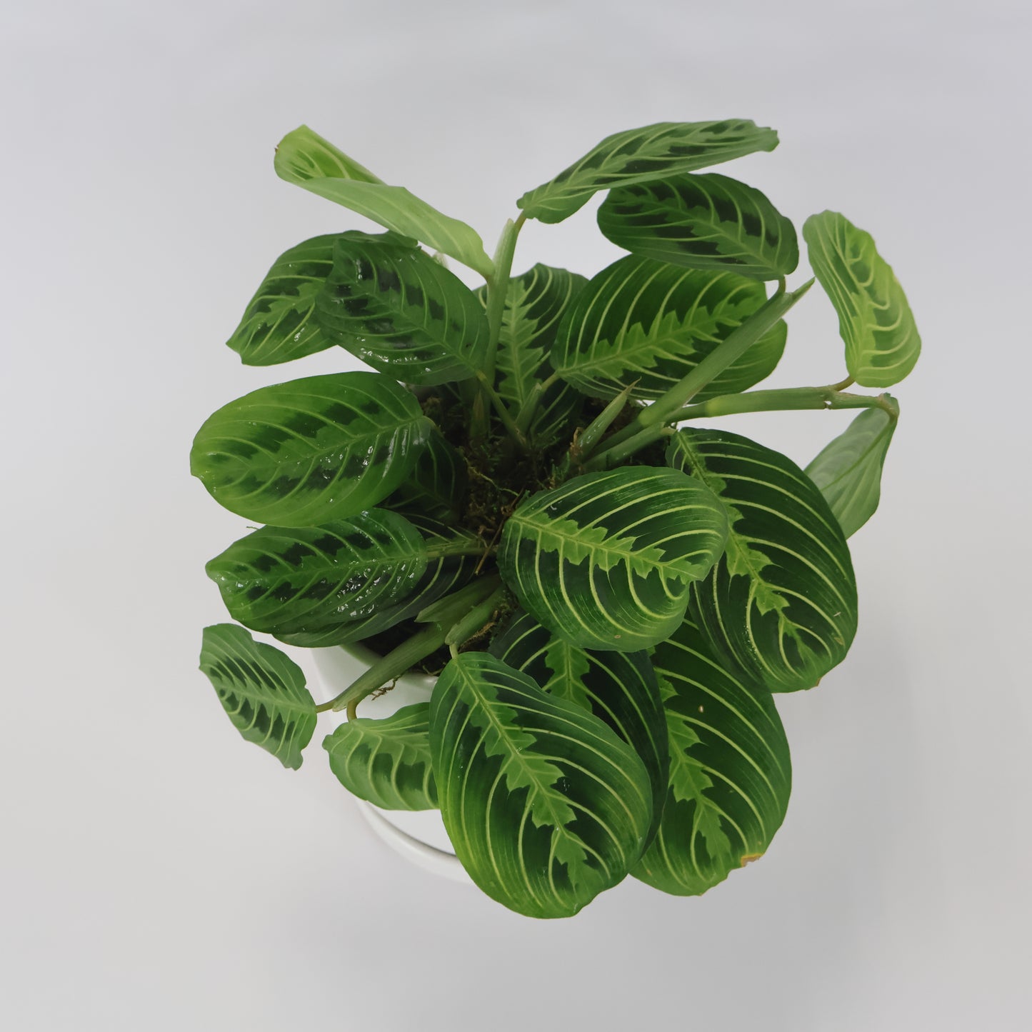 An image of a green prayer plant potted in a white ceramic container.