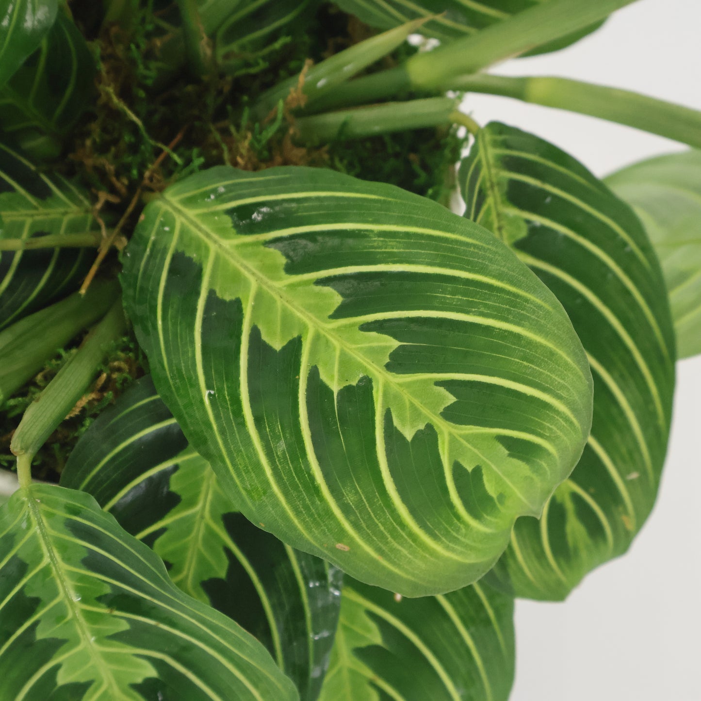 A close-up image of a green prayer plant leaf.