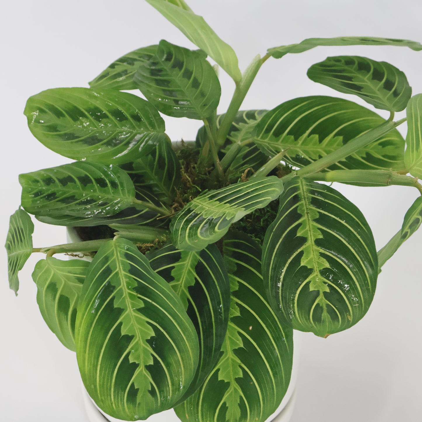 Closer image of a green prayer plant.