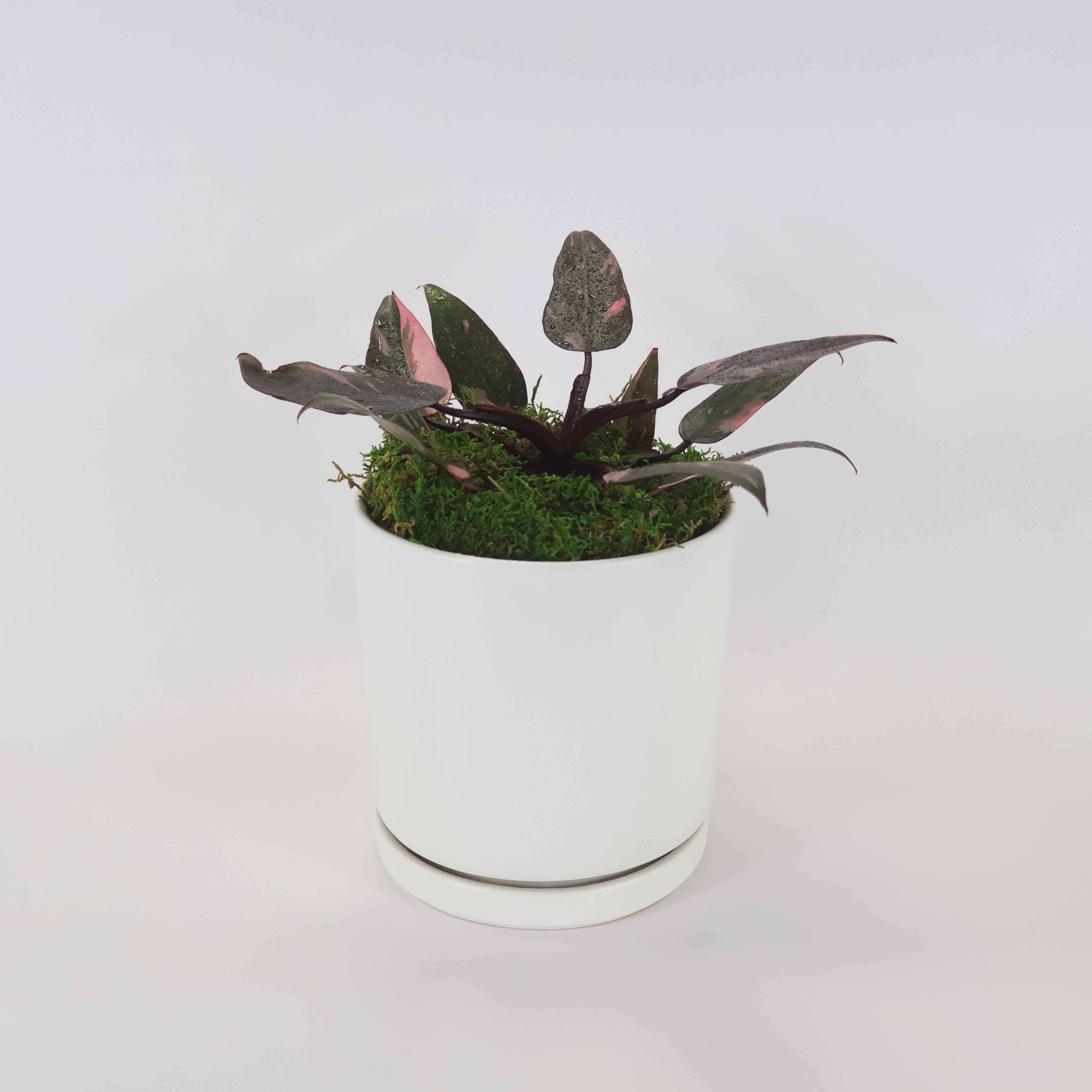 An image of a Philodendron Pink Princess potted in a white ceramic container.