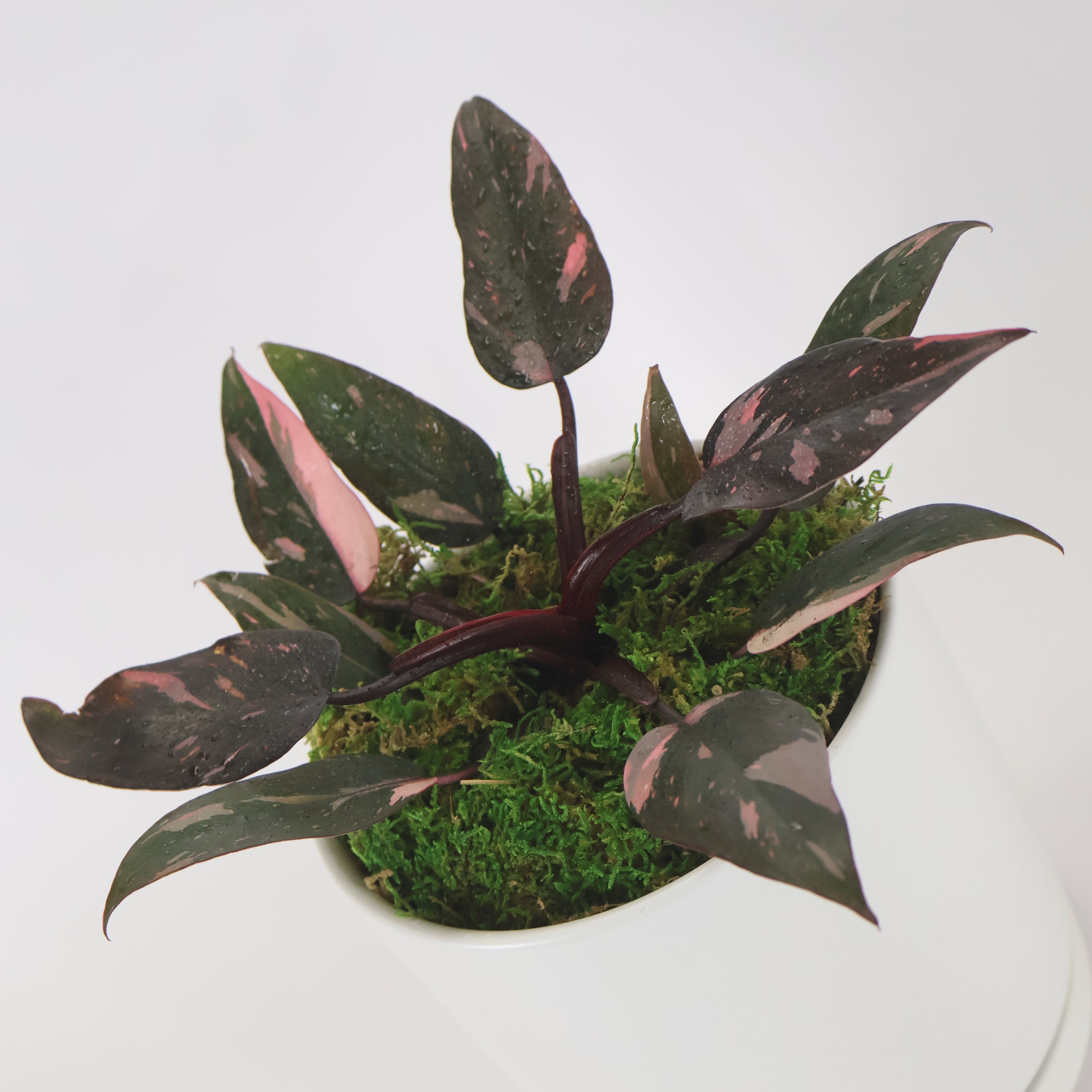 An image of a Philodendron Pink Princess potted in a white ceramic container.