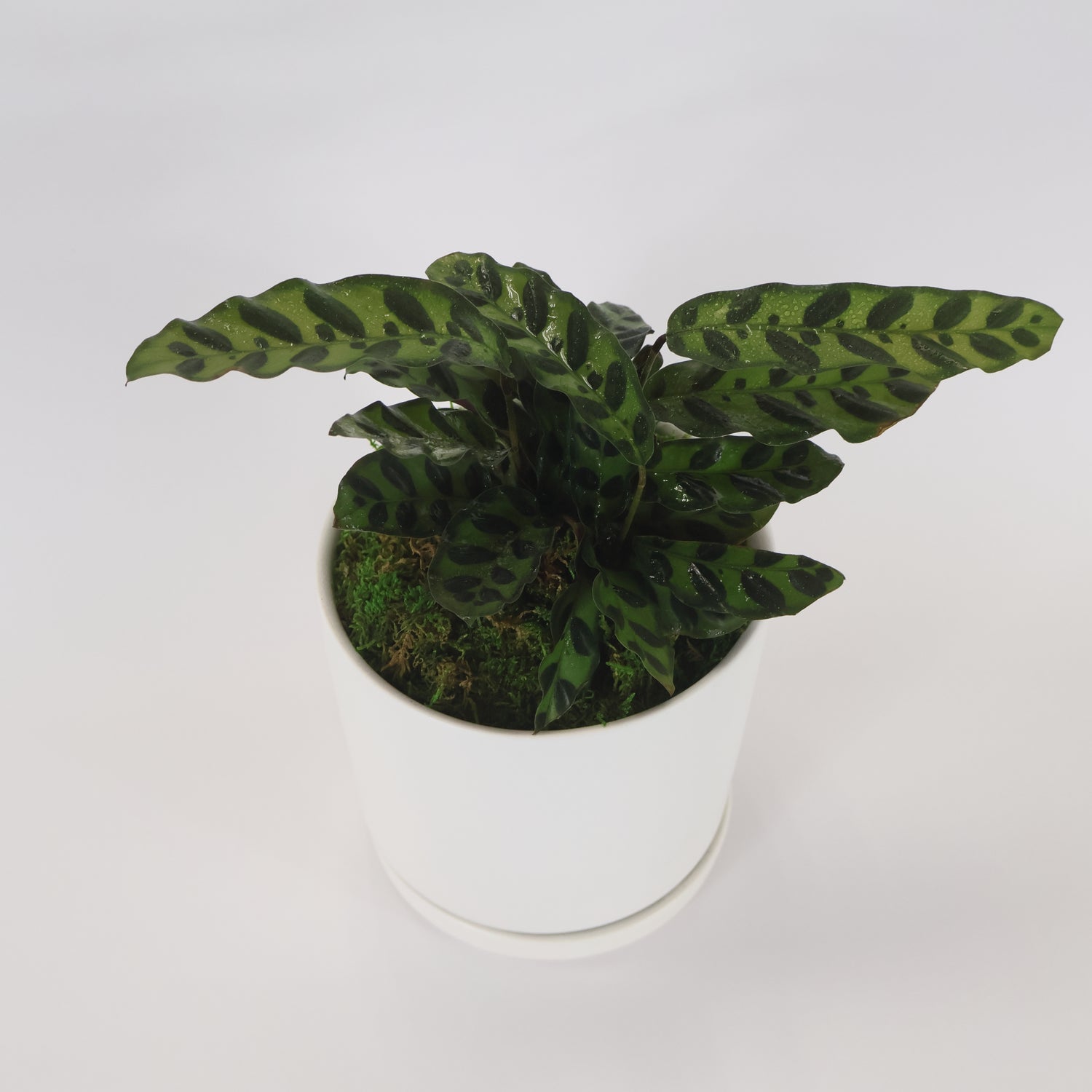 A rattlesnake plant in a white ceramic container.