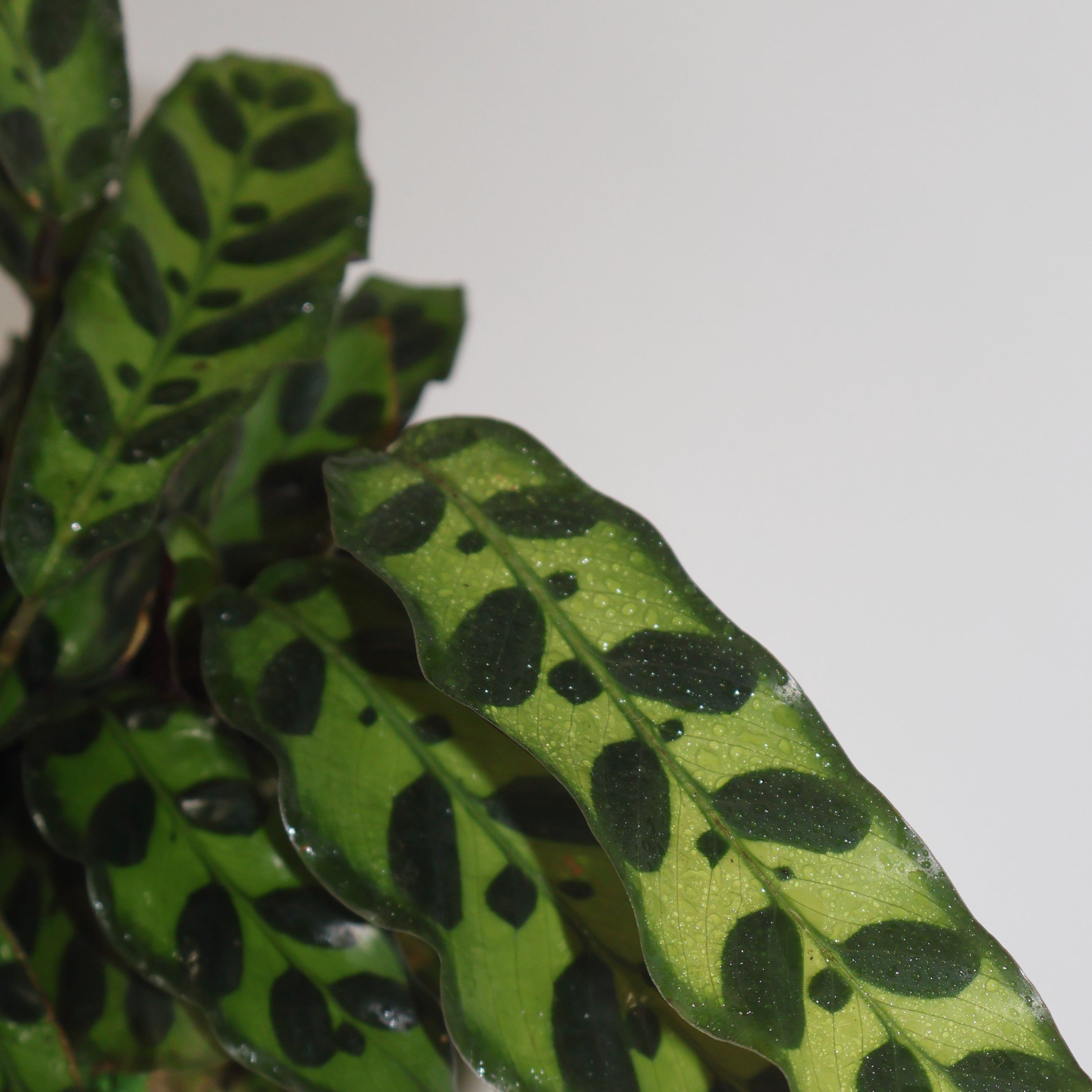 Closeup image of a rattlesnake plant.