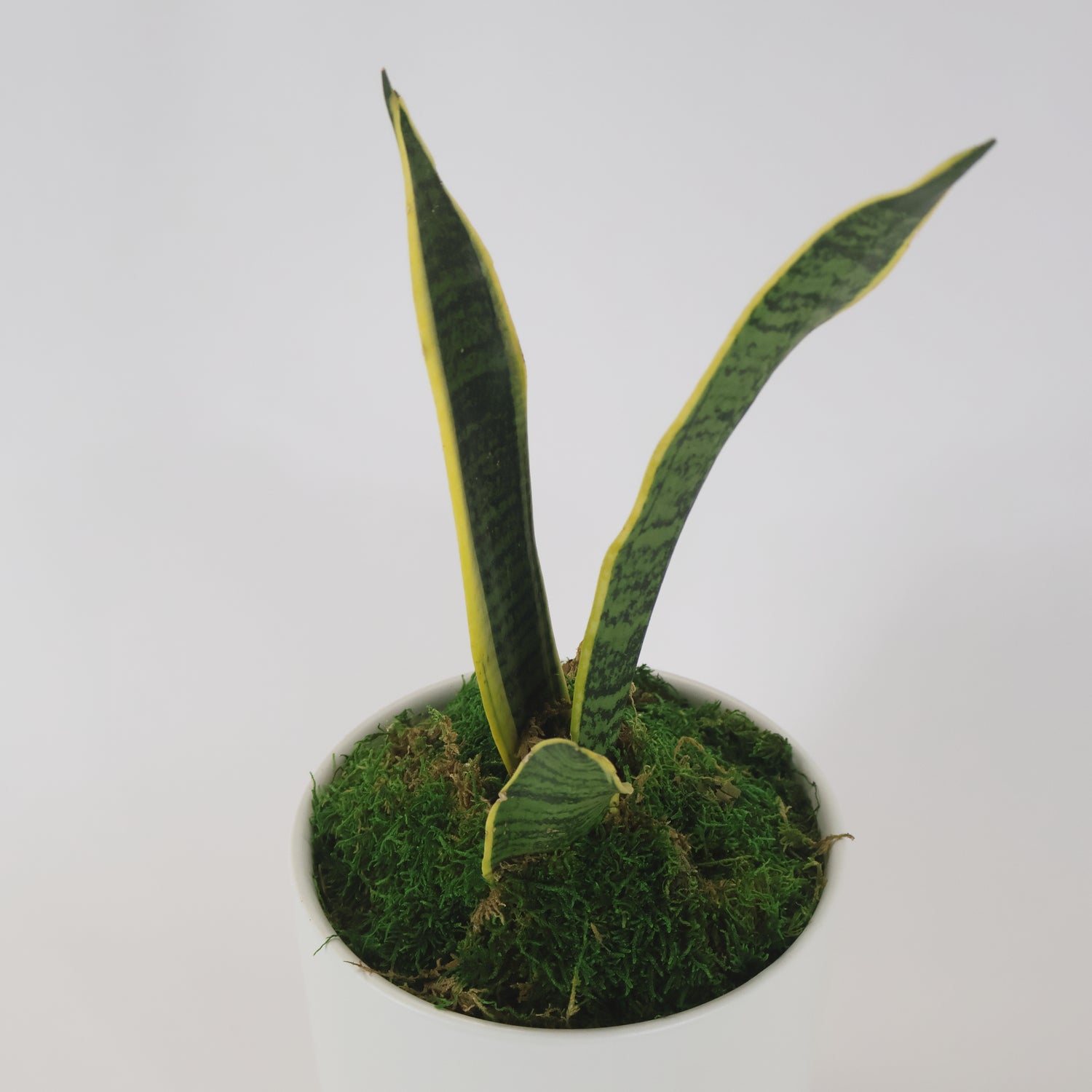 A snake plant potted in a white ceramic container.