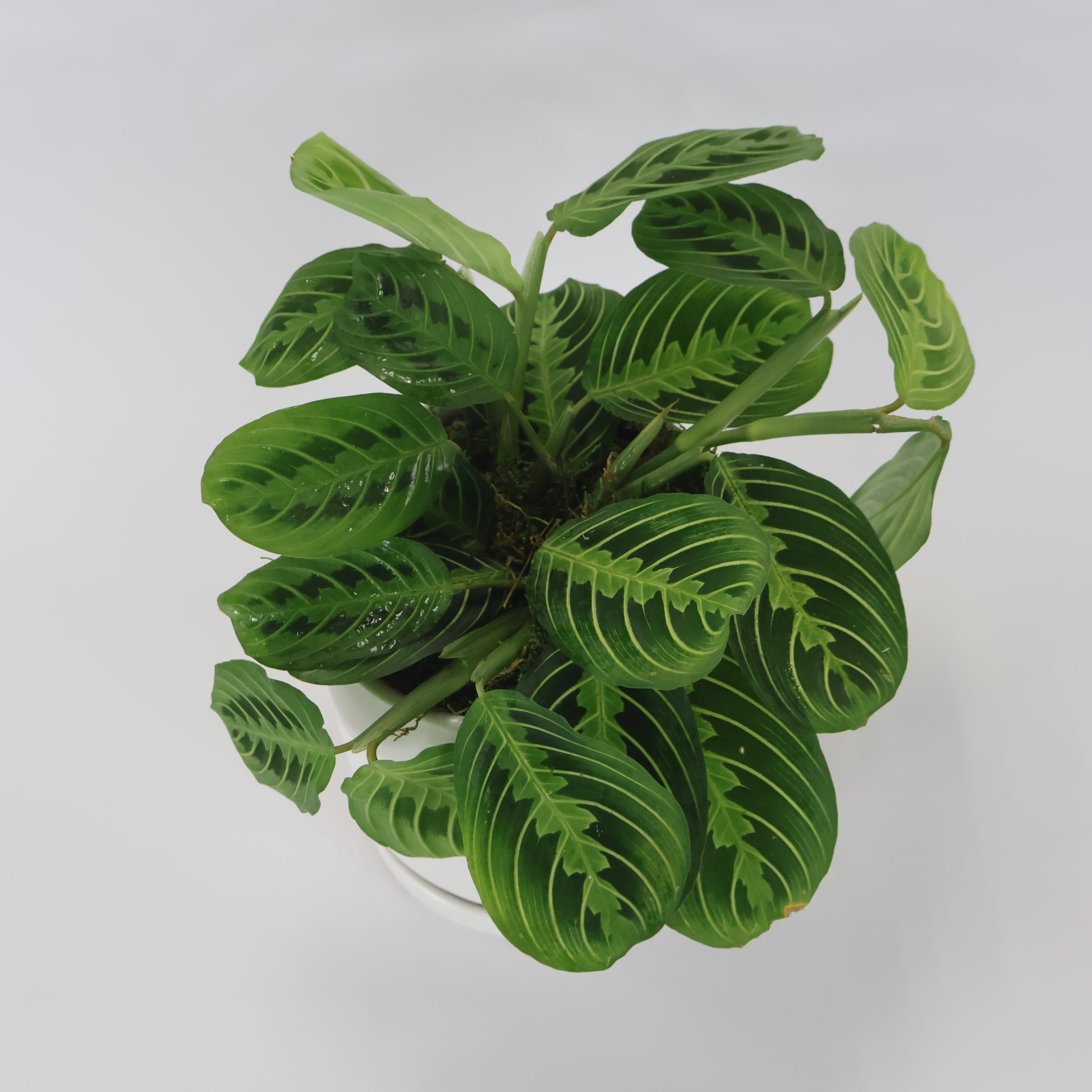 An image of a green prayer plant potted in a white ceramic container.