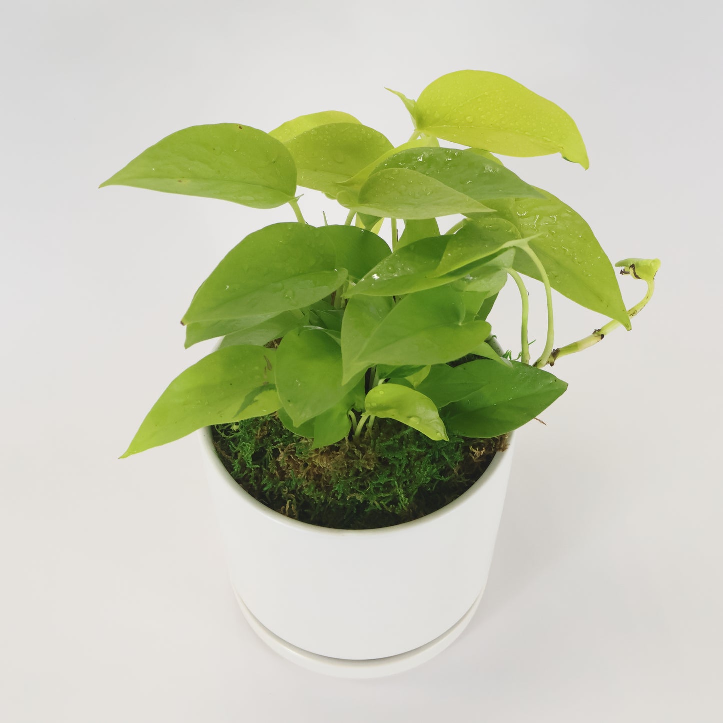 An image of a Neon Pothos plant potted in a white ceramic container.