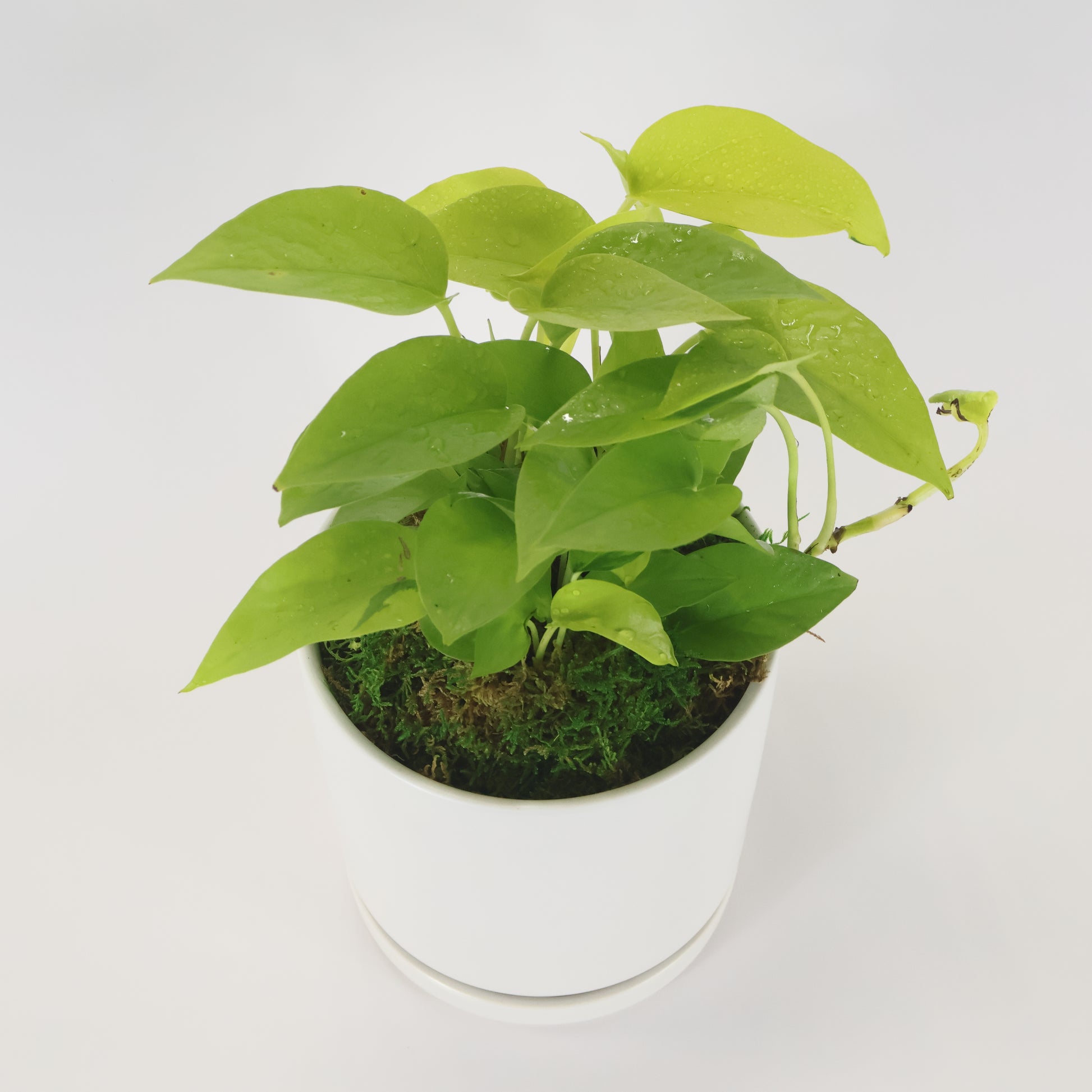 An image of a Neon Pothos plant potted in a white ceramic container.