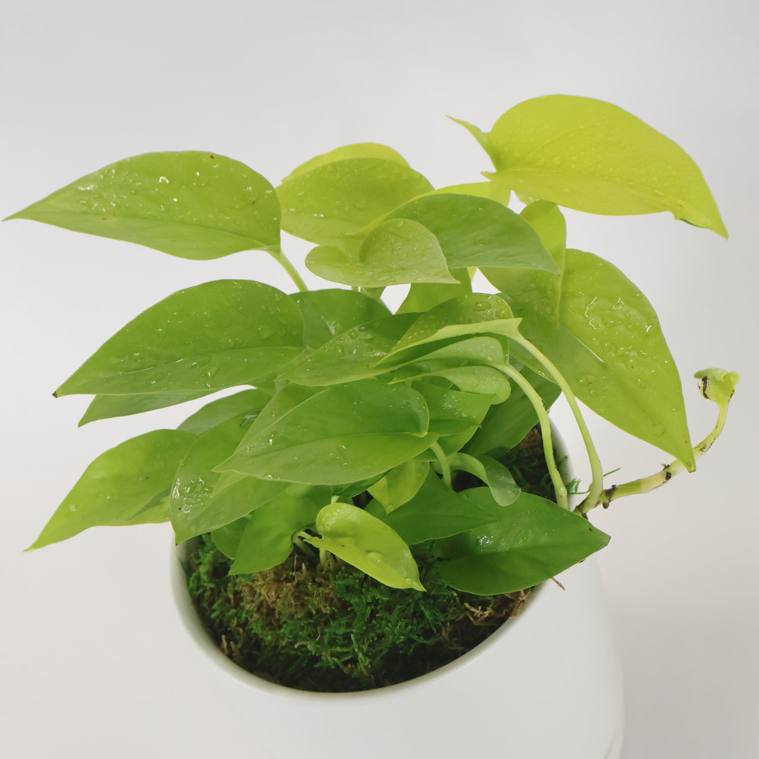 A closeup image of a Neon Pothos plant.
