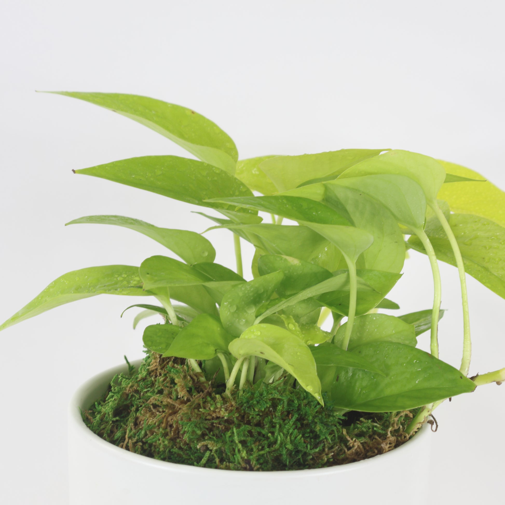 A side view of a Neon Pothos plant potted in a white ceramic container.