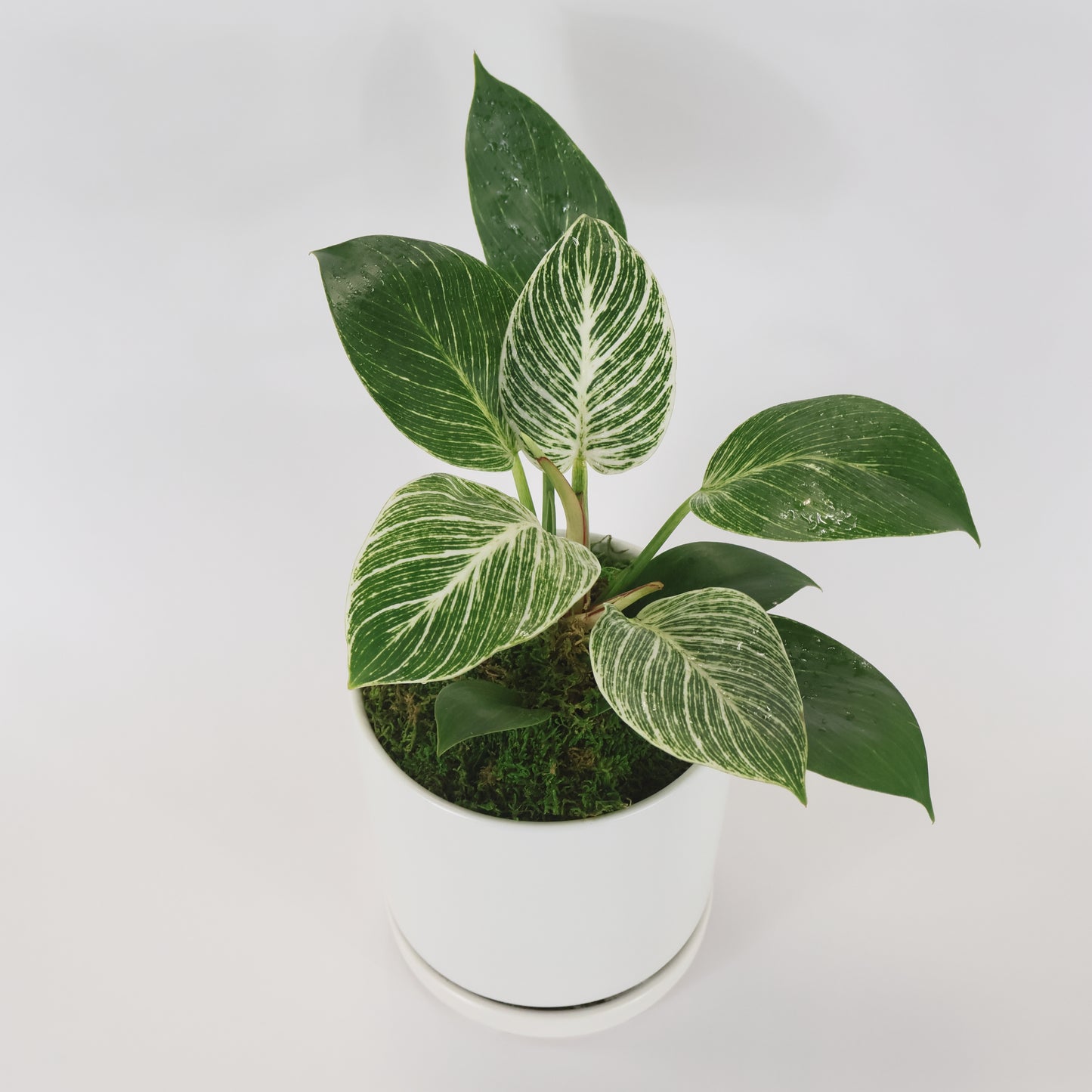 A Philodendron Birkin Plant potted in a white ceramic container.