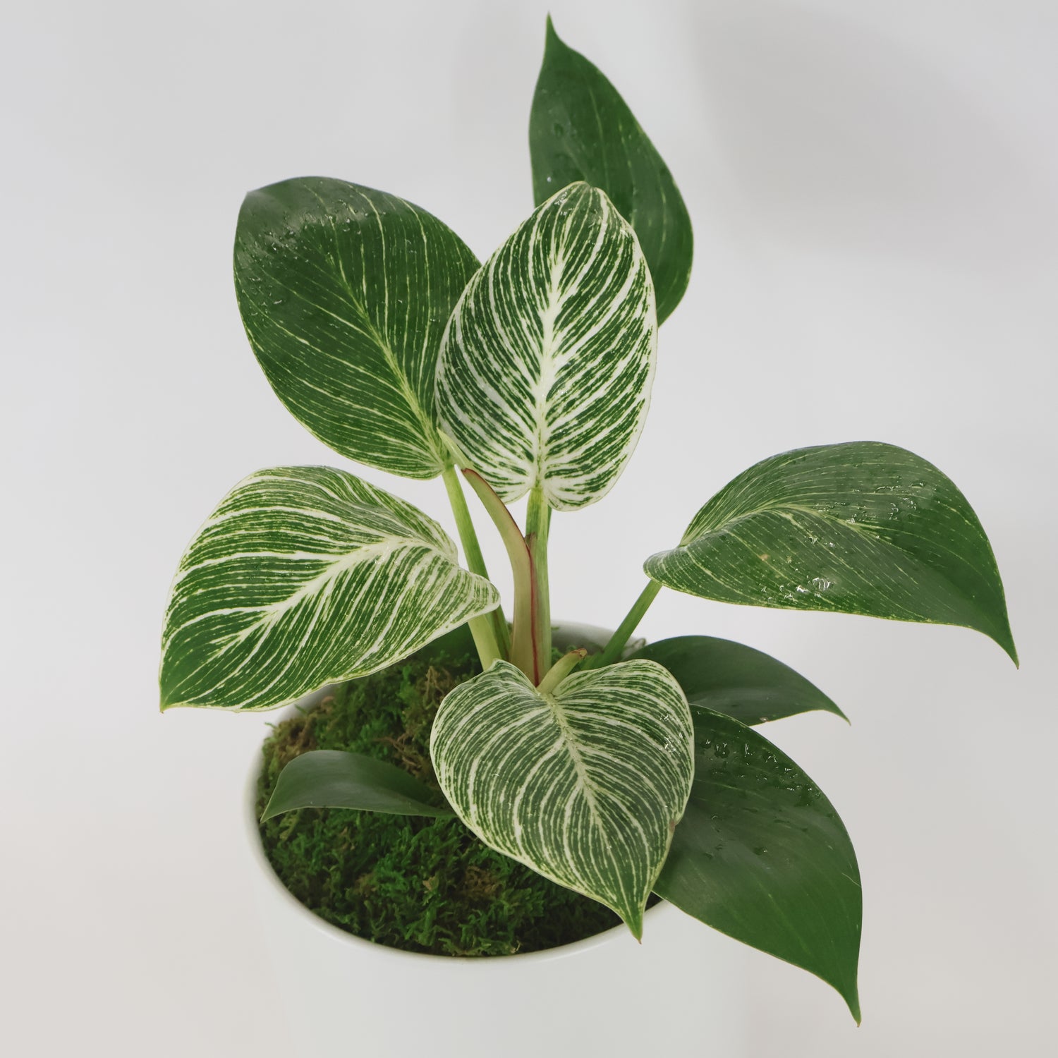 An image of a Philodendron Birkin plant potted in a ceramic container.