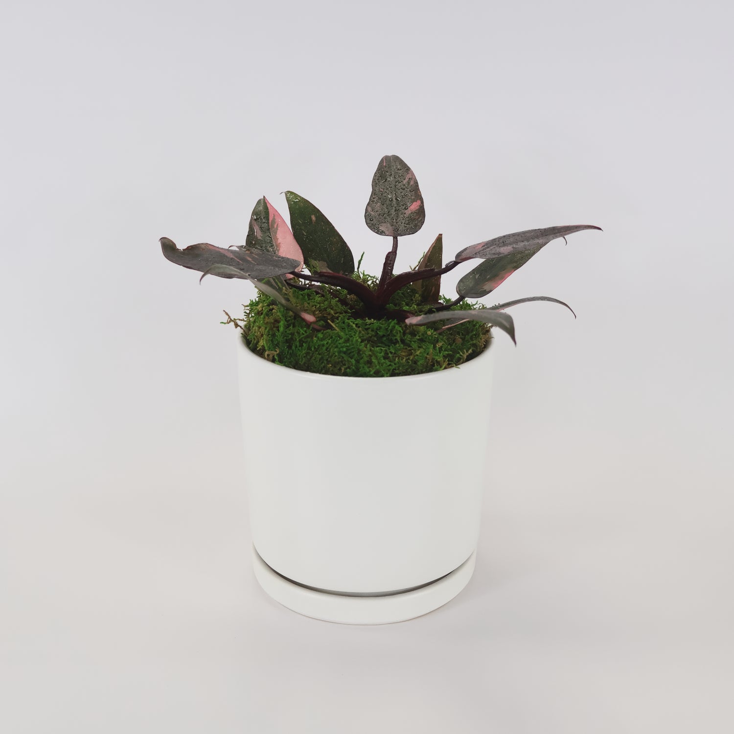 An image of a Philodendron Pink Princess potted in a white ceramic container.