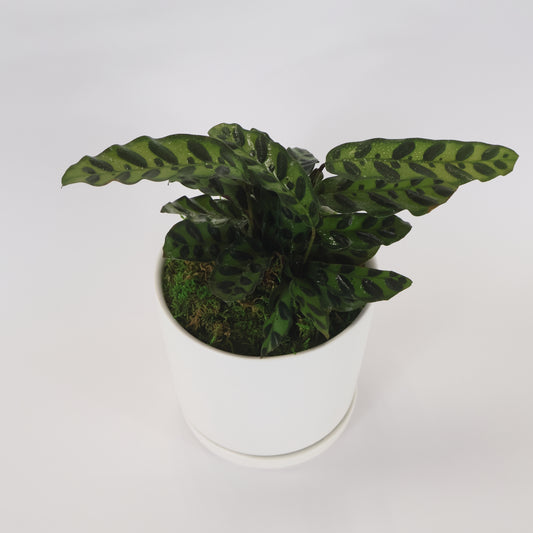 A rattlesnake plant in a white ceramic container.