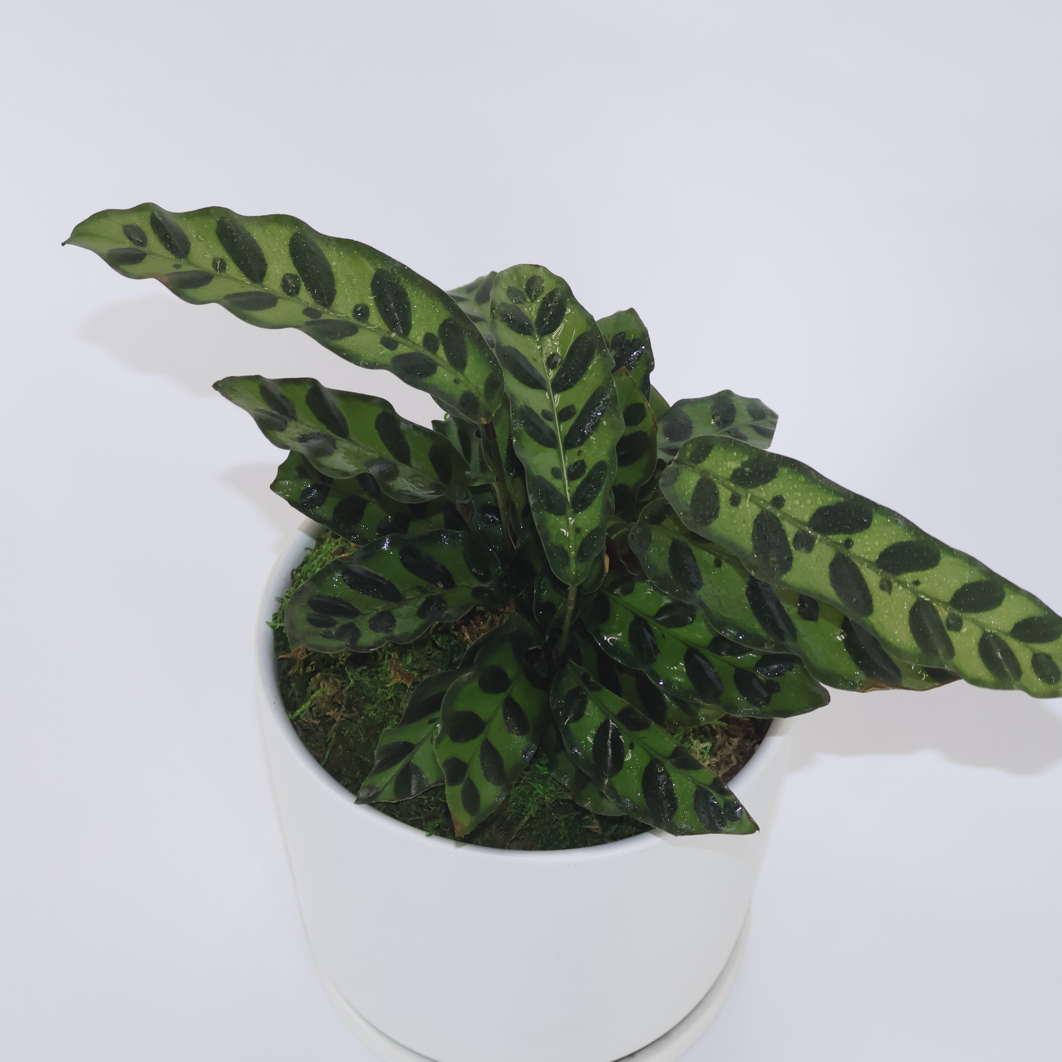 A closer image of a rattlesnake plant in a ceramic container.