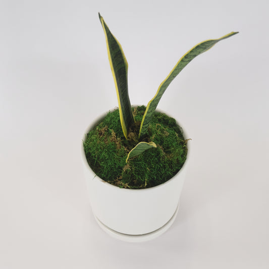 A snake plant potted in a white ceramic container.