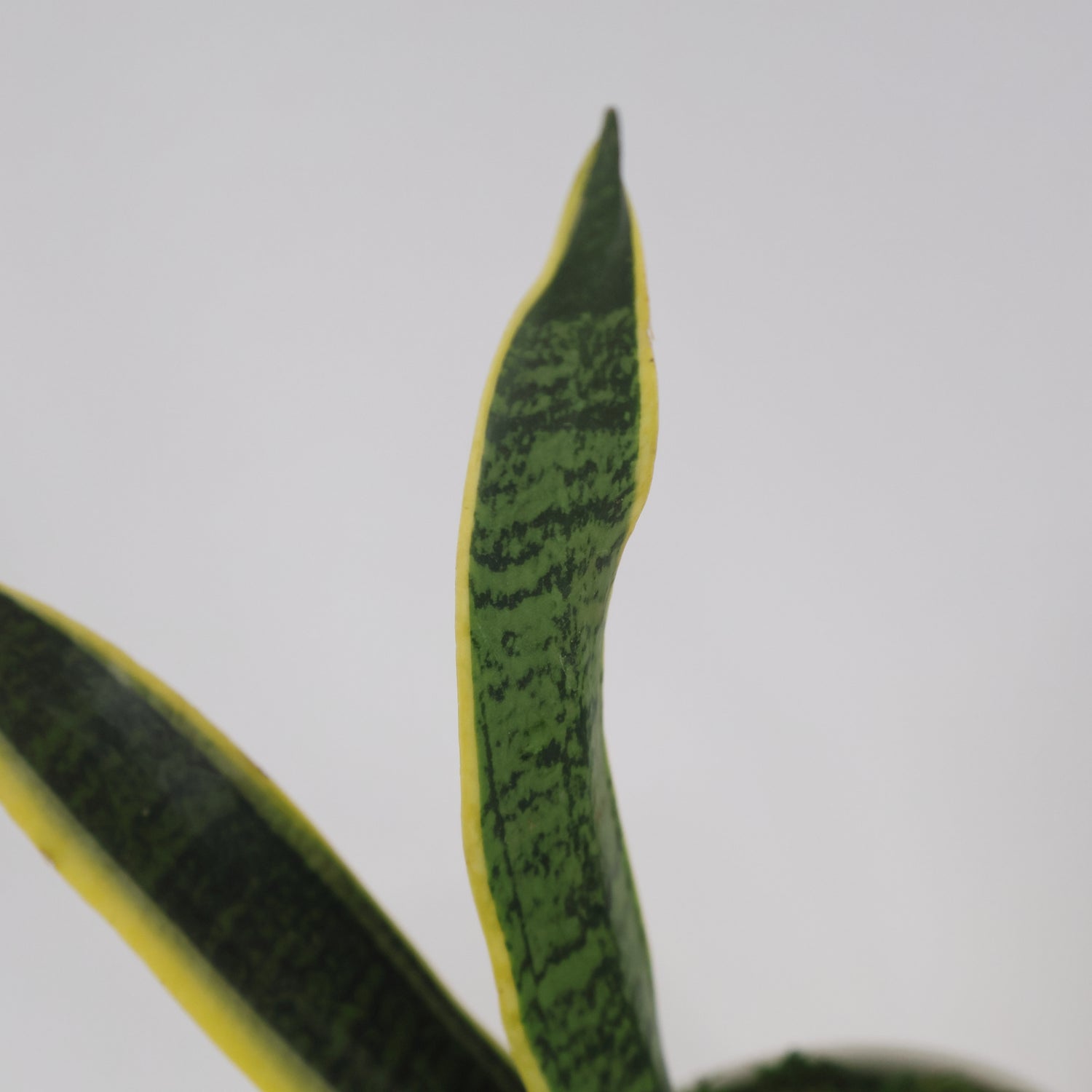 A closeup of a snake plant.